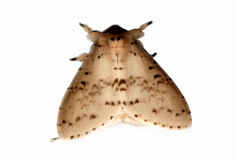 moth