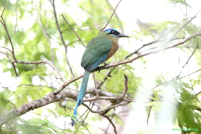 Blue-crowned Motmot (Momotus momota) 