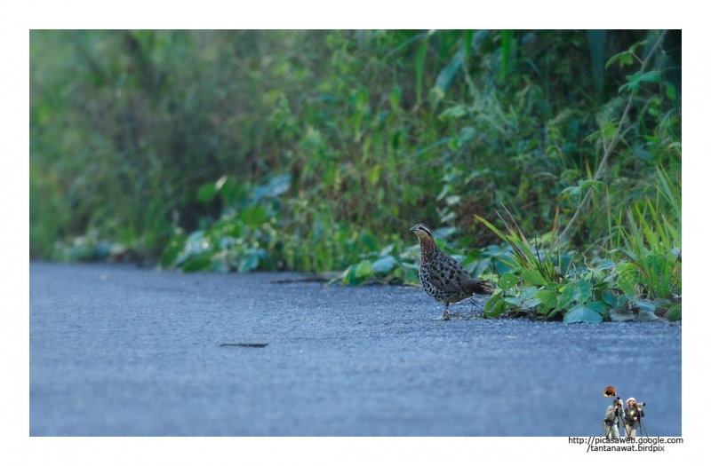 mountain-bamboo-partridge