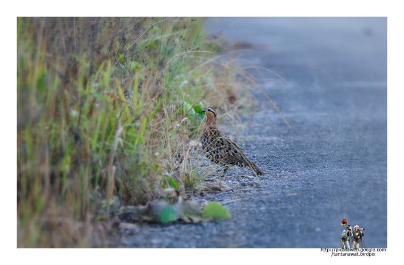 mountain-bamboo-partridge