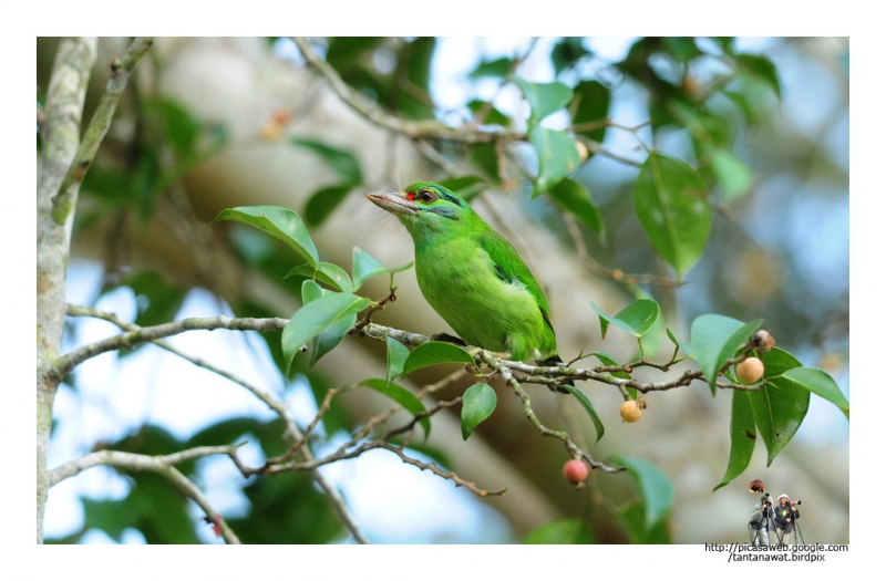 moustached-barbet