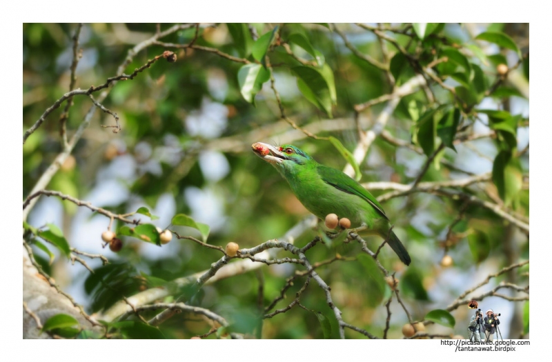 moustached-barbet