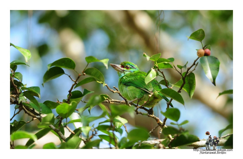 moustached-barbet