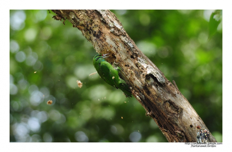 moustached-barbet