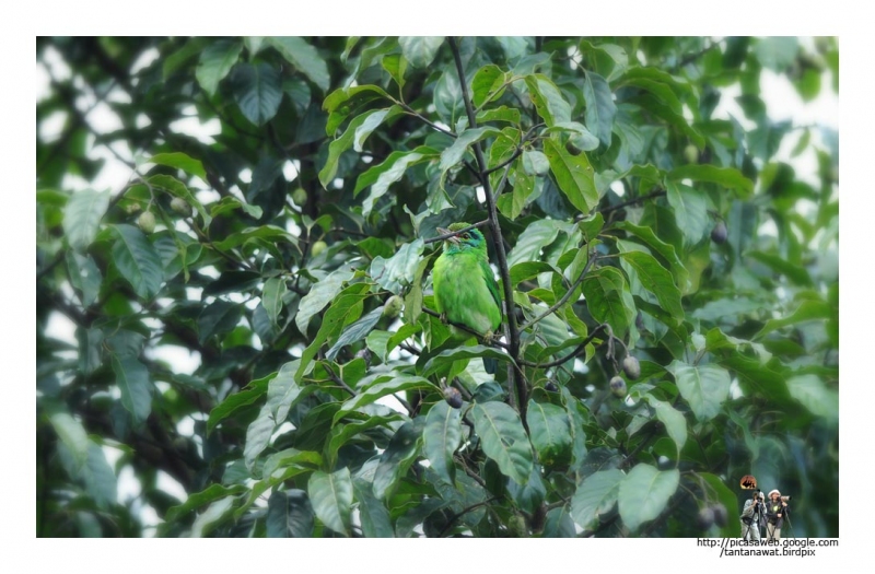 moustached-barbet