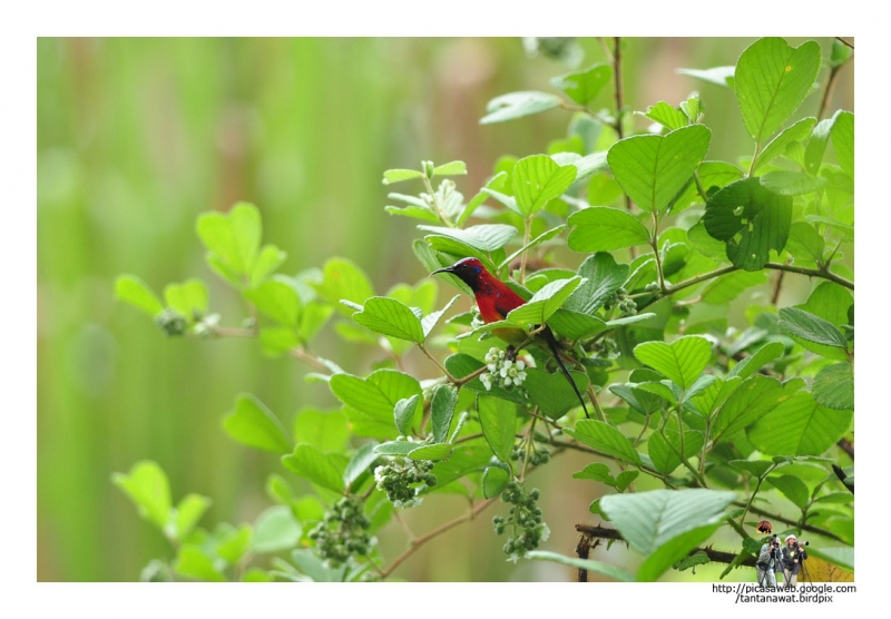 mrs-goulds-sunbird