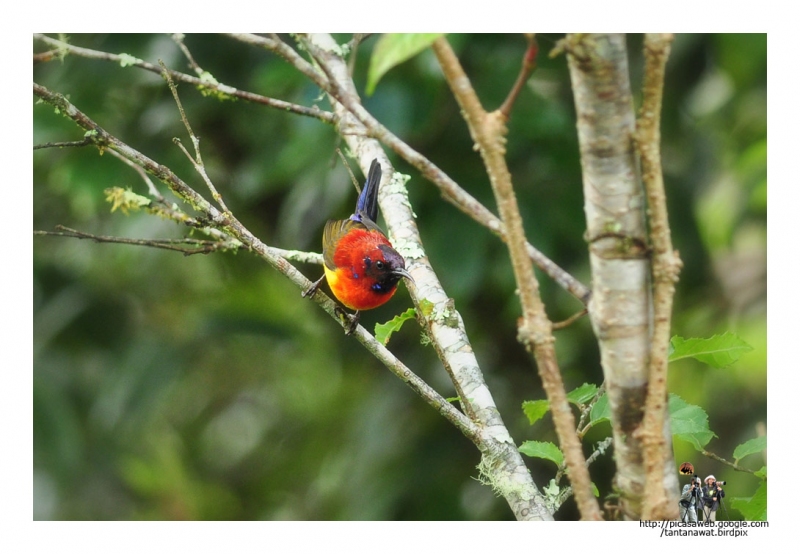 mrs-goulds-sunbird