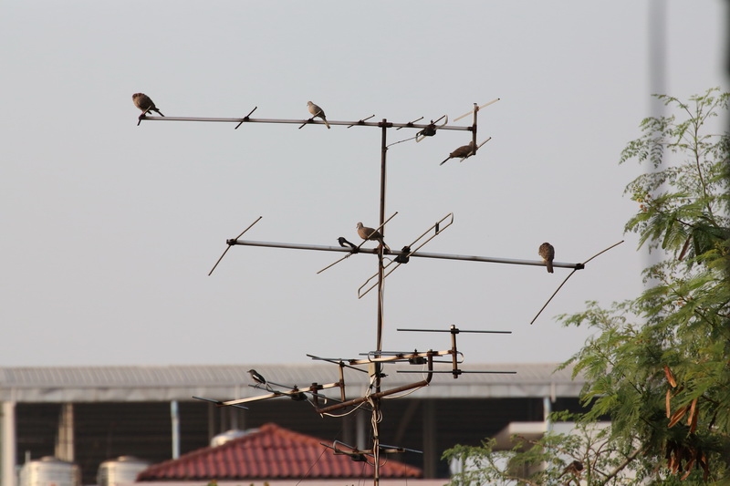 คอนโดนก