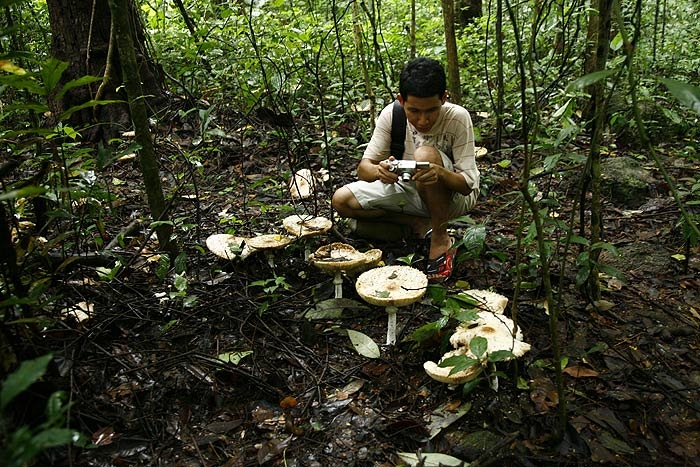 เห็ดยักษ์ 