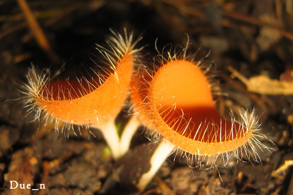 mushroom2.jpg