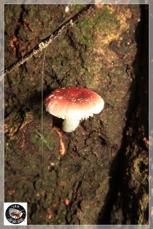 mushroom_3