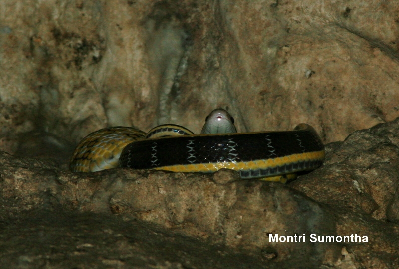 Orthriophis taeniurus helfenbergeri