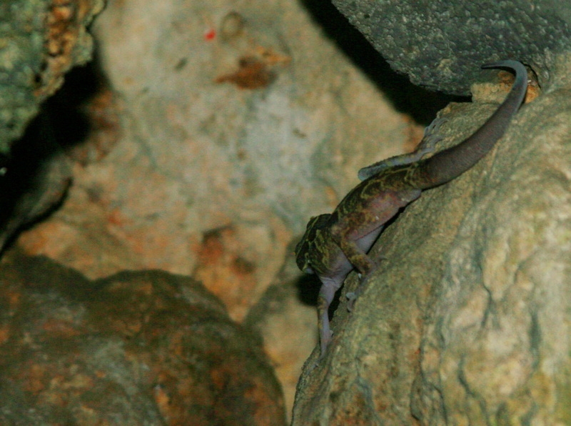 Cyrtodactylus sp.