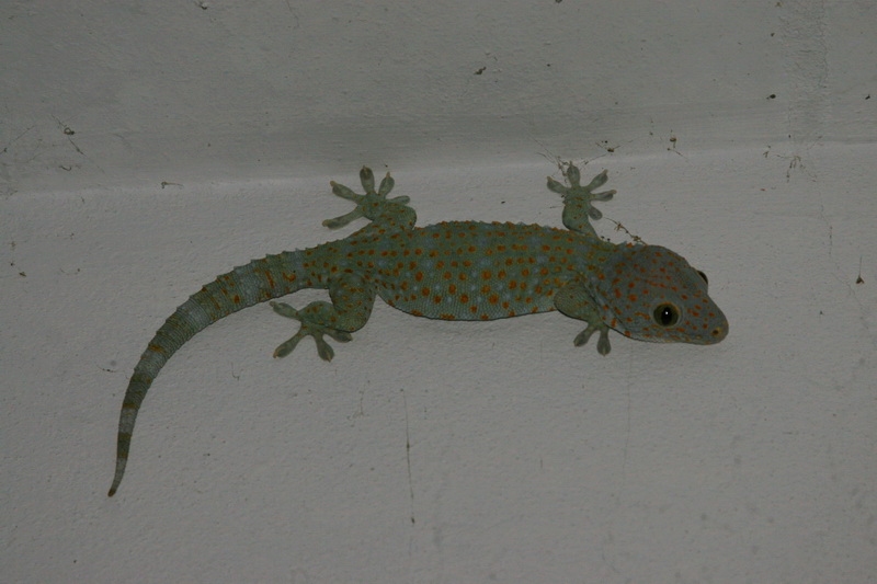ตุ๊กแกบ้าน (Gekko gecko)