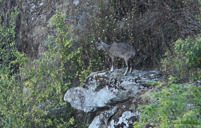 Naemorhedus griseus