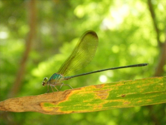 แมลงปอเข็มน้ำตกใหญ่ธรรมดา Vestalis gracilis