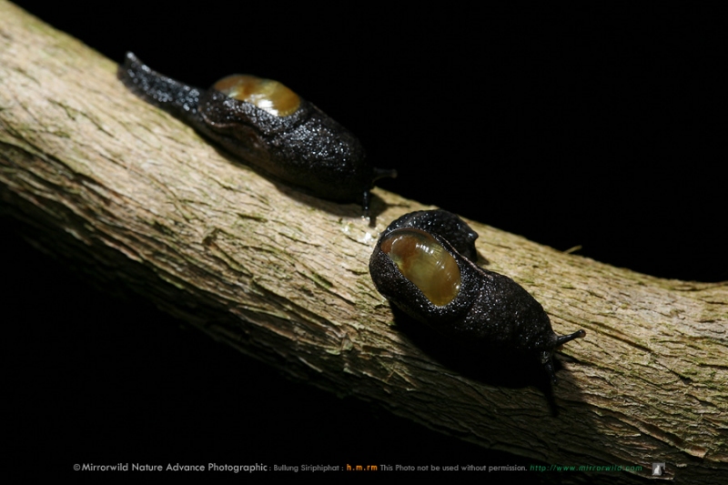 Black semi slug