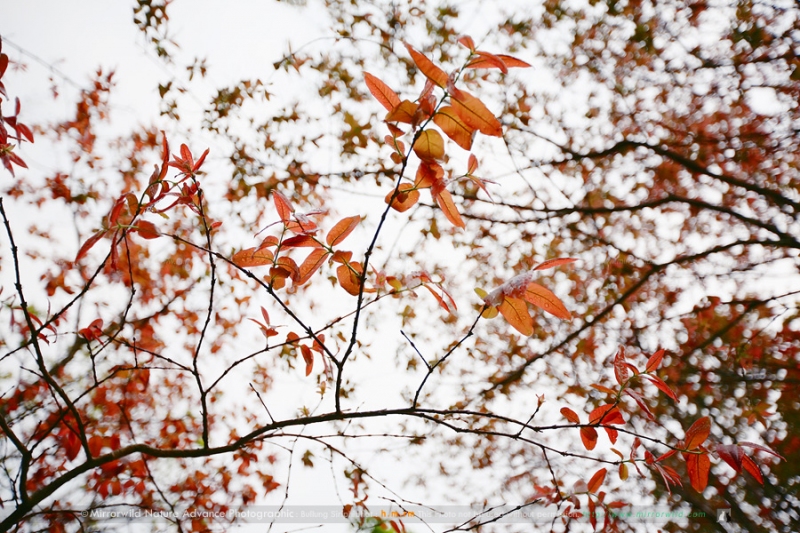 Red Leaf