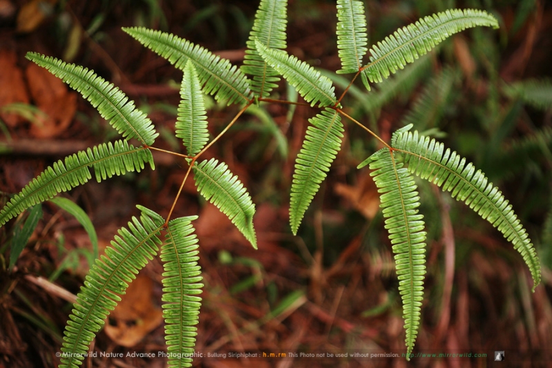 ชื่อไทย: โชน, กูดปี๊ด, กูดหมึก, กูดแต้ม ชื่อวิทยาศาสตร์: Dicranopteris lineris (Burm.f.) Underw. var. linearis