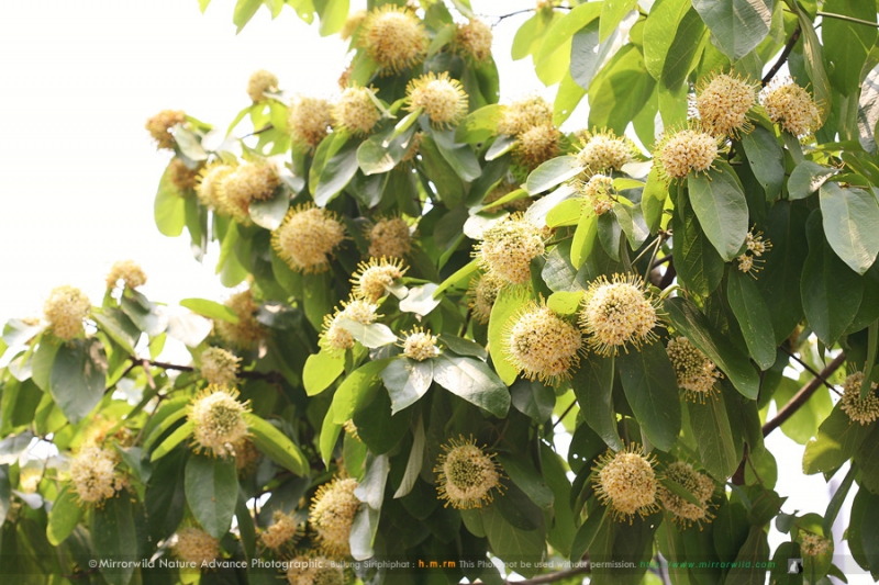 โมฬีสยาม Reevesia sp. ??