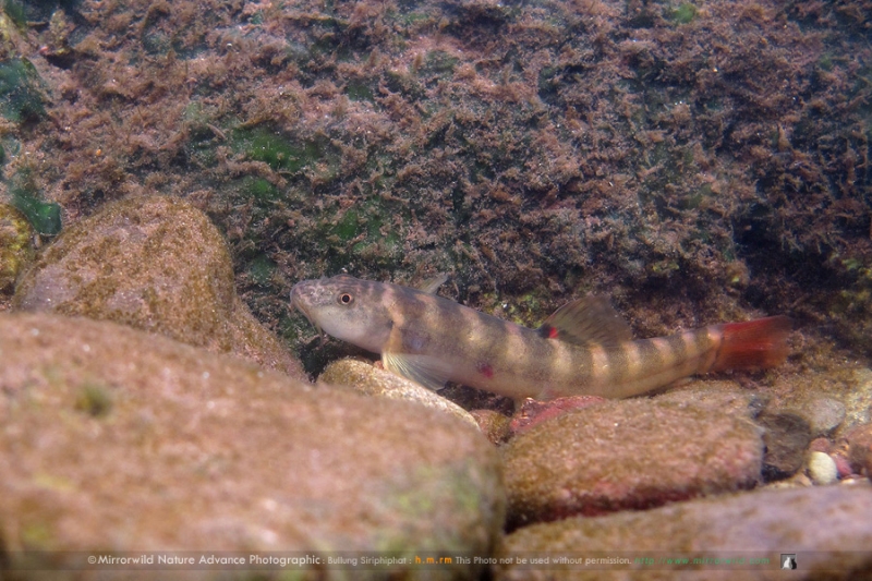 Schistura sp.