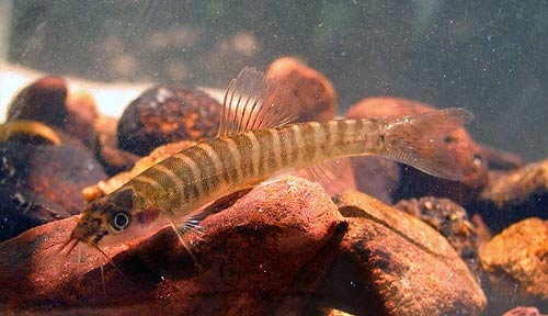 Nemacheilus platiceps ถ้าดูไม่ละเอียดจะเหมือนปลาค้อเกาะช้างมาก แต่ถ้าสังเกตให้ดีจะเห็นว่าหางของปลาตัวนี้เป็นส้อมลึกกว่าปลายแหลมกว่า หนวดยาวกว่า และลำตัวดูผอมบางกว่า และที่สำคัญที่สุด คือไม่มีรอยแต้มสีแดงดำบริเวณส่วนต้นของครีบหลังเหมือนปลาค้อเกาะช้าง