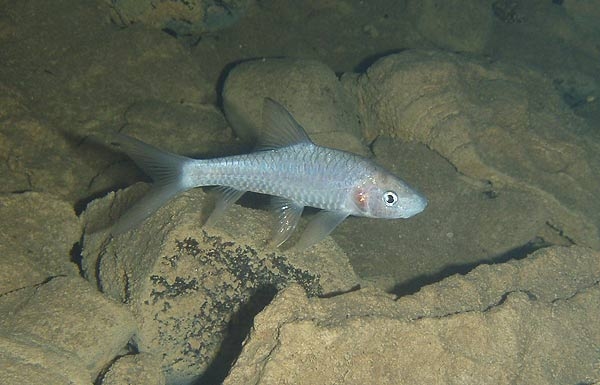 ปลาพลวงถ้ำ (Neolissochilus subterraneus Vidthayanon & Kottelat, 2003) เป็นสัตวคุ้มครอง และสัตว์ถิ่นเดียวของประเทศไทย