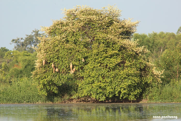 nesttree.jpg