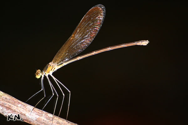 female