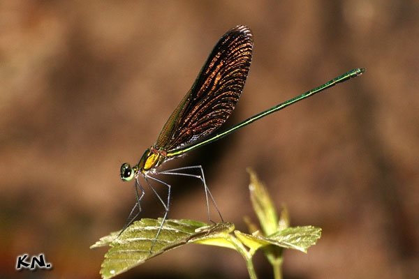 male