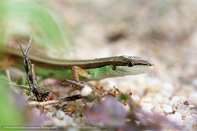 งูคา Takydromus sexlineatus ocellatus