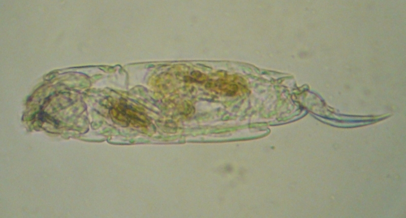 Cephalodella sp.