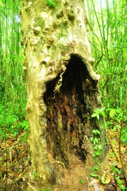 โพรงต้นตะแบก (Lagerstroemia sp.) ที่ค้างคาวแวมไพร์แปลงเล็กเกาะนอน ภาพโดยอนุสรณ์ ปูเครือ