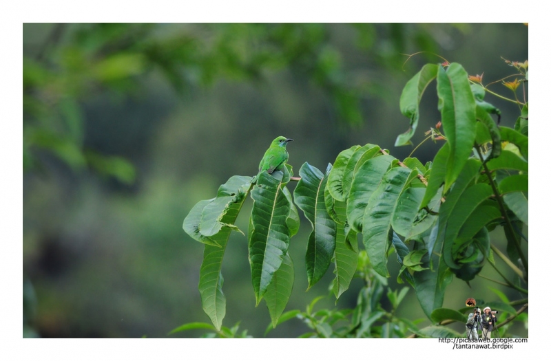 orange-bellied-leafbirdfemale