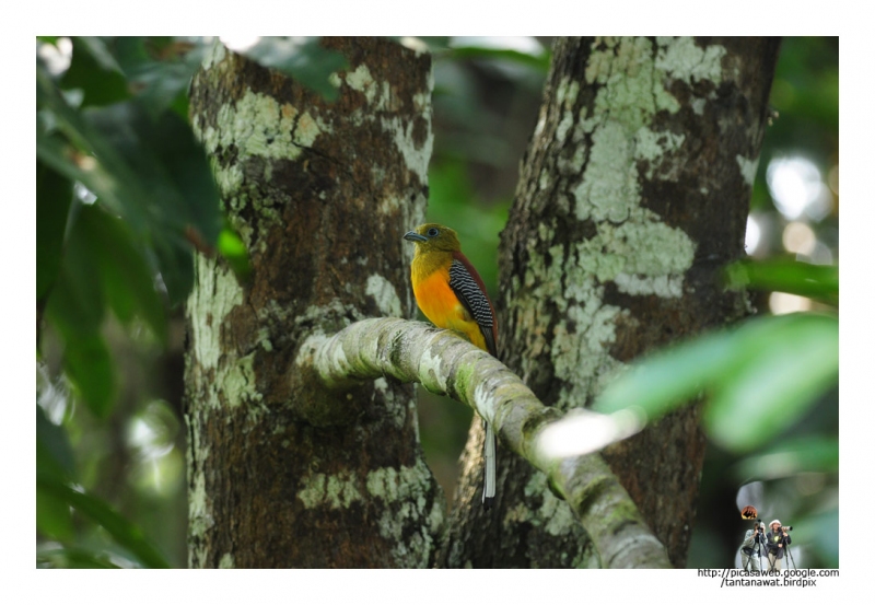 orange-breasted-trogon