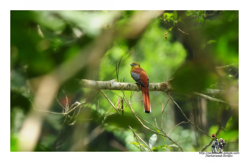 orange-breasted-trogon