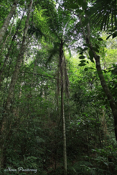 หมากพน (Orania sylvicola) 