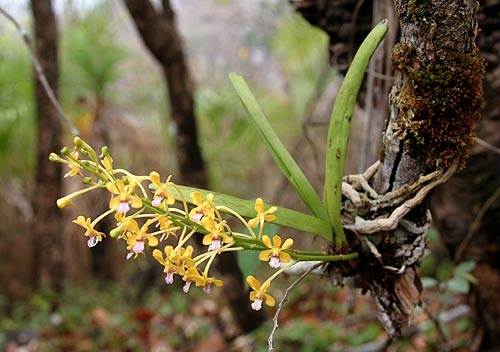 เข็มเหลือง (Vanda testacea) กล้วยไม้สกุลแวนด้าขนาดเล็กที่หาดูได้ไม่ง่ายนัก พบเกาะอยู่บนต้นไม้แห้งๆ ในป่าดิบแล้งจุดสูงสุดของทุ่งใหญ่ฯ