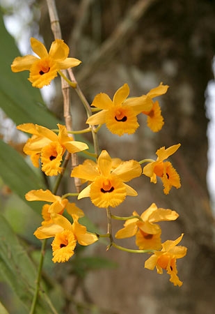 เอื้องแววมยุรา (Dendrobium fimbriatum) มักพบเกาะอยู่บนต้นไม้ในป่าดิบแล้ง
