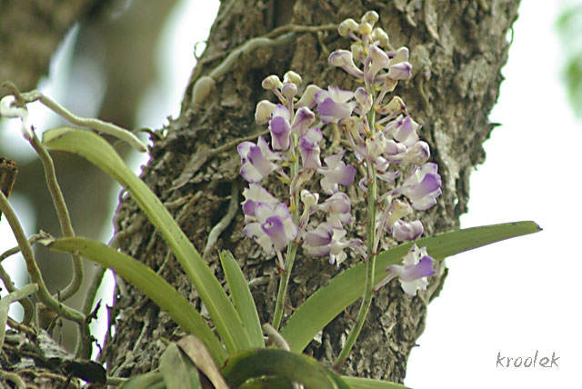 เขาแกะ Rhynchostylis coelestis บานสะพรั่งทั่วทั้งแก่ง