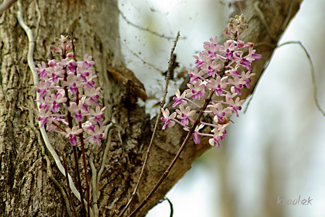 เอื้องหนวดพราหมณ์  Seidenfadenia mitrata