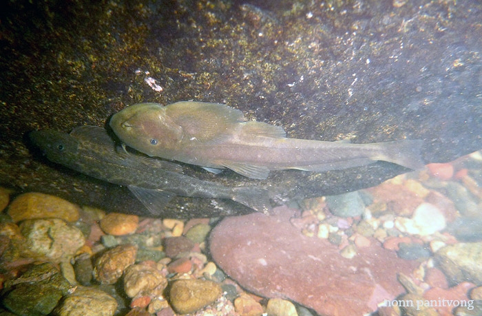 Oreoglanis vicinus กับ Hemimyzon nanensis 