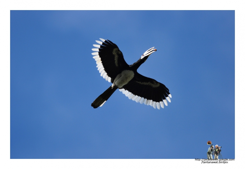 oriental-pied-hornbilldec_1.jpg