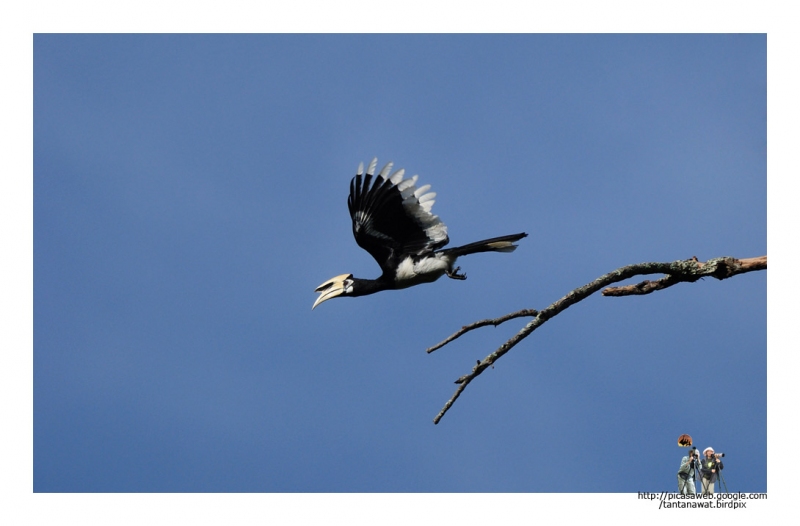 oriental-pied-hornbilldec_2.jpg