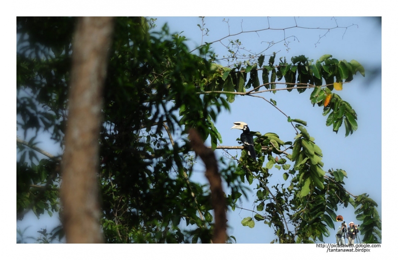 oriental-pied-hornbill