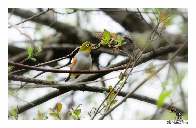 oriental-white-eye.jpg