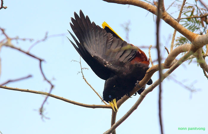 Crested Oropendola (Psarocolius decumanus) 