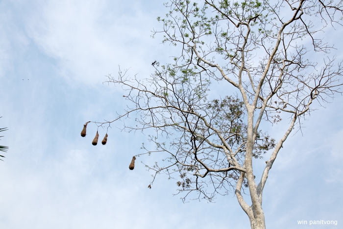 รังของ Crested Oropendola คล้ายนกกระจาบ แต่เข้าจากด้านบนแหะ 