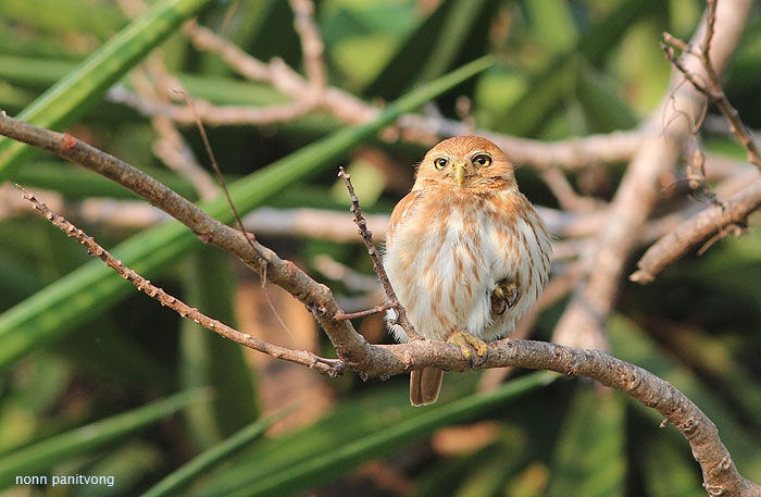 Ferruginous Pygmy Owl (Glaucidium brasilianum) 