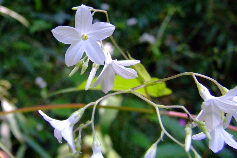 p.echiiyngdaaw_chnidthii12_01.jpg